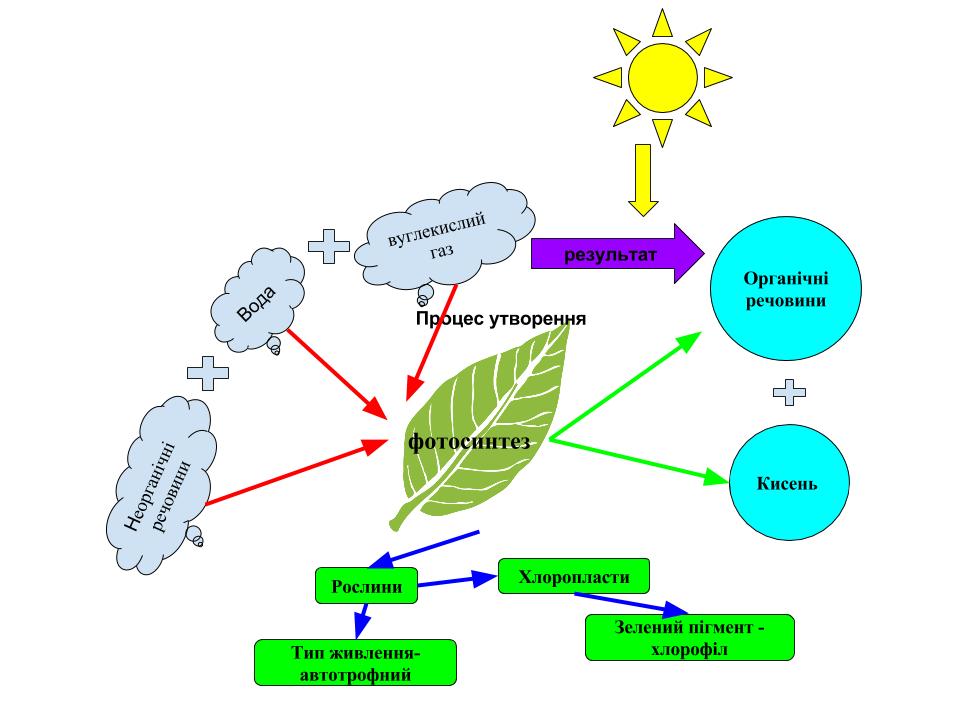 Составьте схему фотосинтеза. Интеллект карта фотосинтез. Ментальная карта фотосинтеза. Ментальная карта процесс фотосинтеза. Ментальная карта фотосинтеза 10 класс.